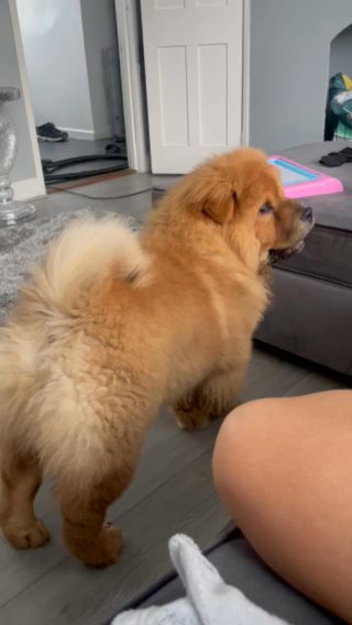 Chow Chow