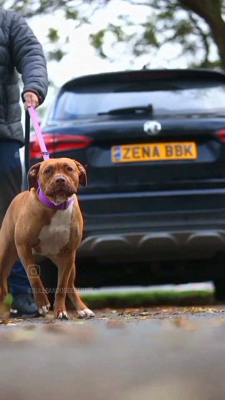 Bandogge puppies coming 2024