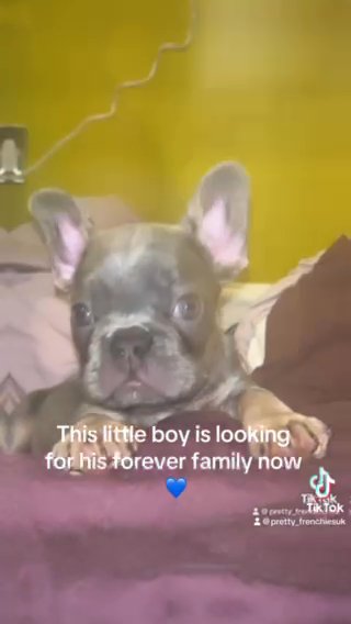 Blue & Tan Standard Frenchbulldog