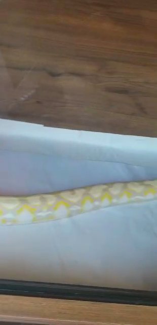 reticulated python