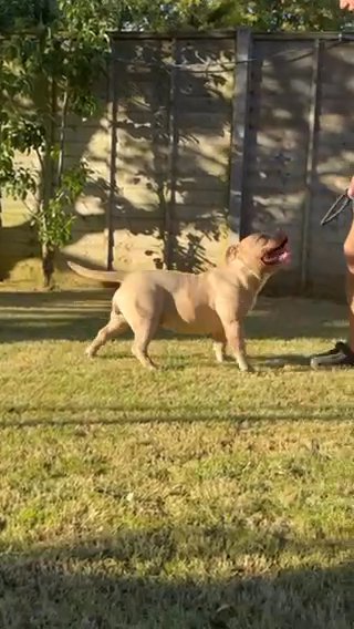 American Bully Female