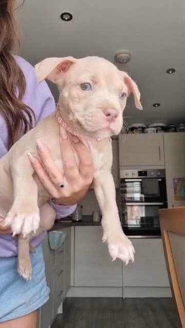 ABKC FEMALE POCKET BULLY