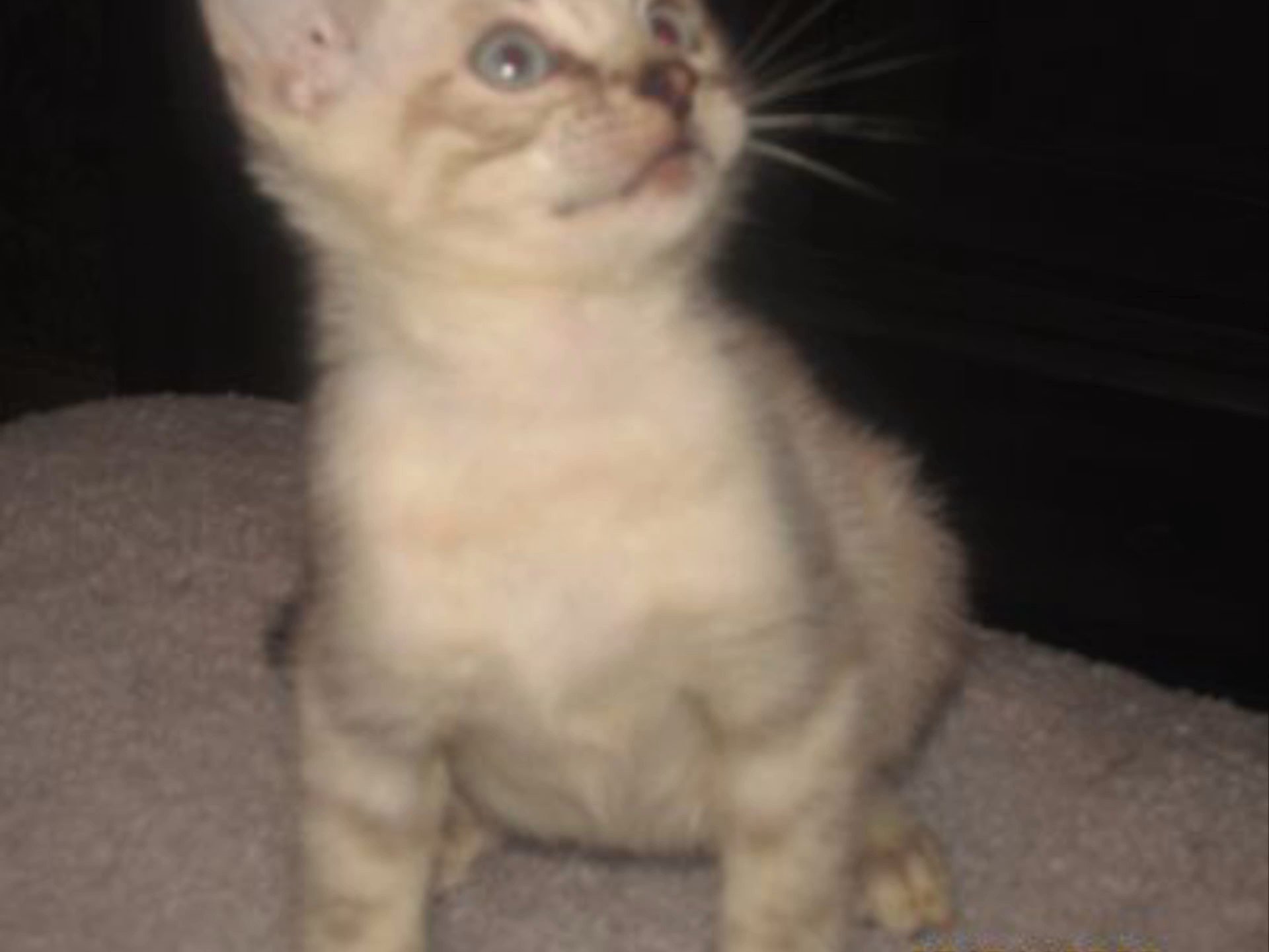 Tica active snow bengals