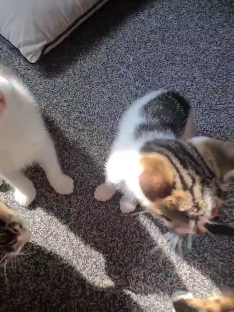kitty kats