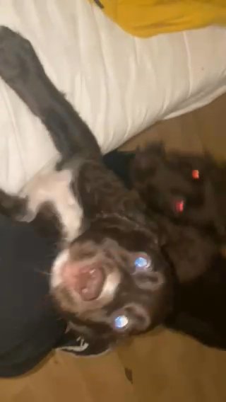 Baby Puppies Ready To Go