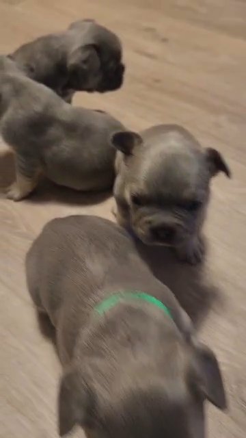 French Bulldog puppies, ready to leave December- REDUCED