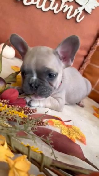 French Bulldog Puppies