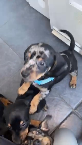 dachsund Pup
