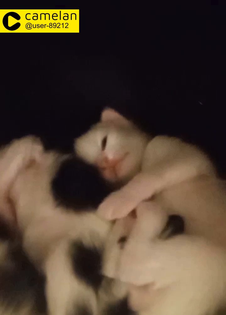 purrfect persian kittens