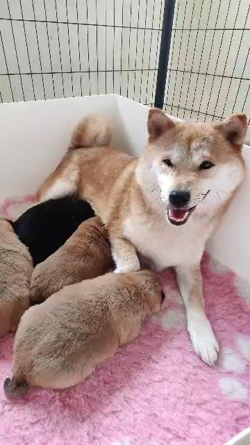 KC JAPANESE SHIBA INU PUPPIES