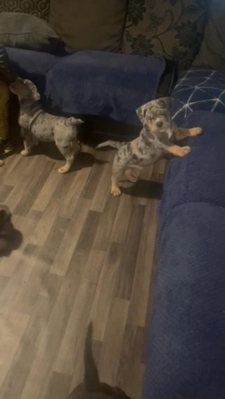 Two Old English Bulldog Girls