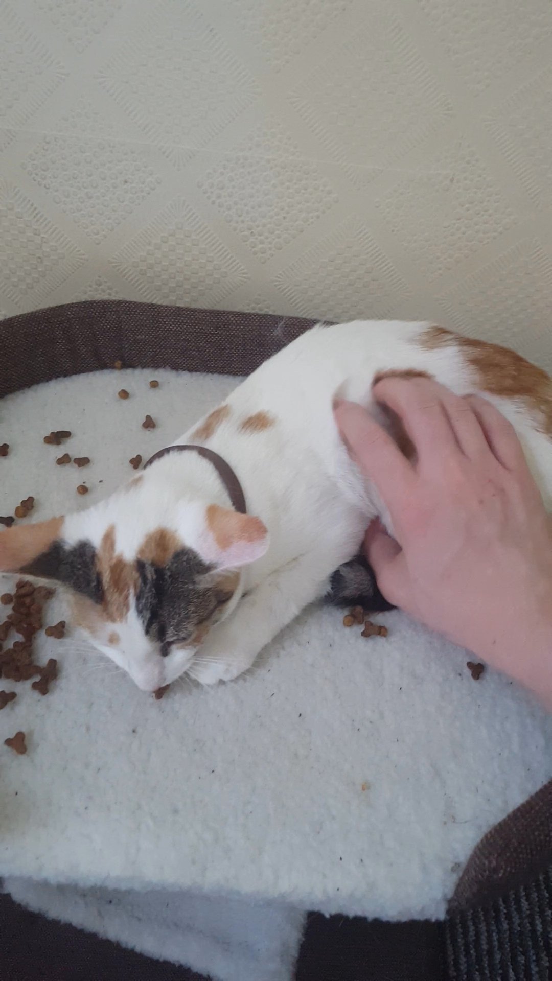 Calico cat
