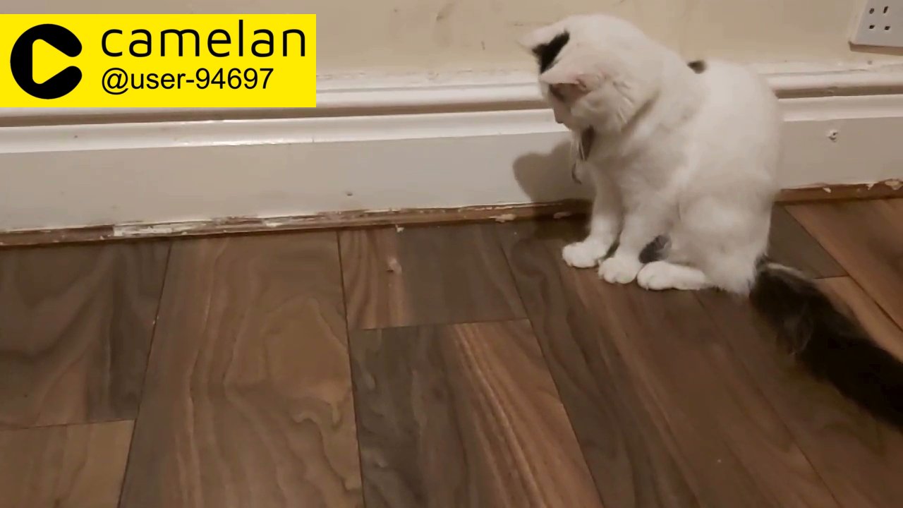 MISSING CAT