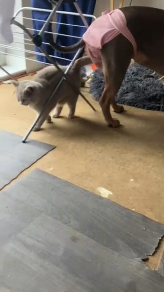 Dog Loving British Short Hair Kitten