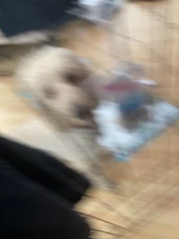 Lanradoodle Puppys