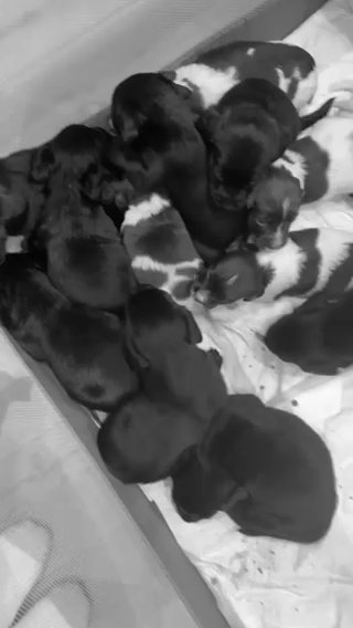 8x Springador Pups