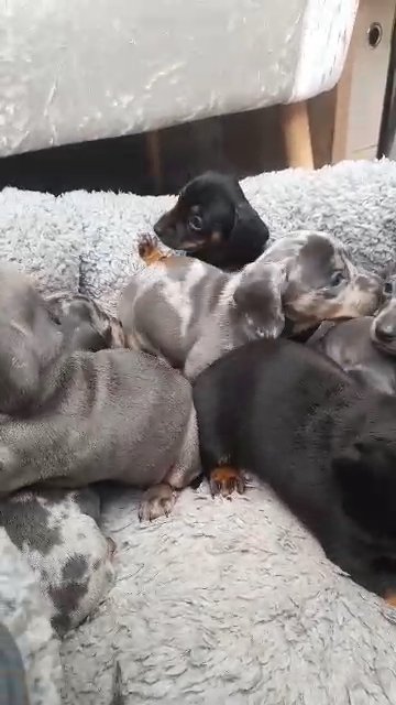 Dachshunds adorable