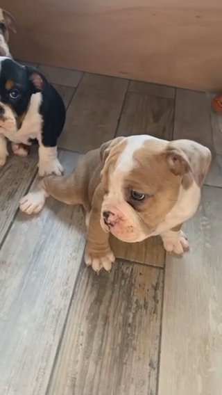 New English Bulldogs