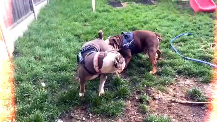 Olde English bulldog-Price  To Clear *