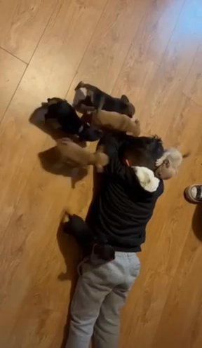 Chihuahua