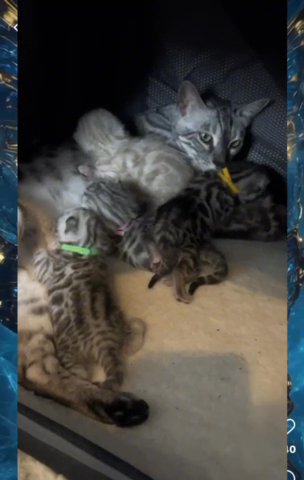 Tica Silver Bengals And A Mink Secure Your Chosen One