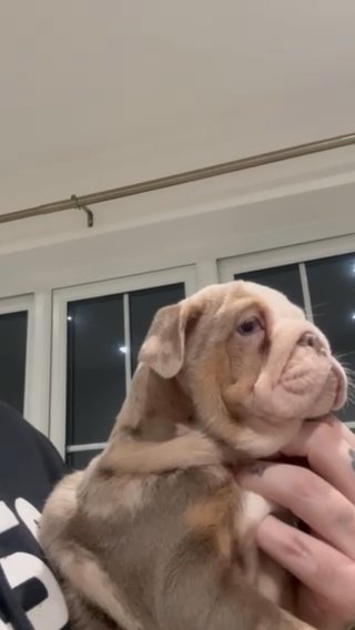Lilac Tri Merle Female English Bulldog Pup