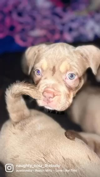 Pocket Bully Puppies 2xCOWBOY