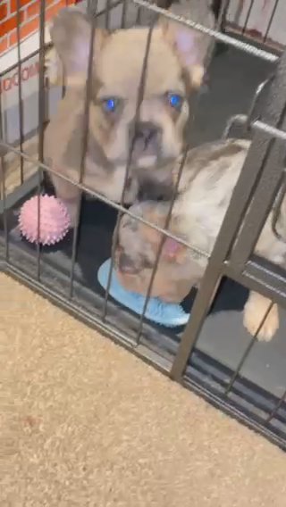 Fluffy Frenchie Merle ( French Bulldog )