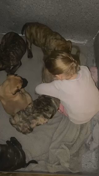 Presa Canario