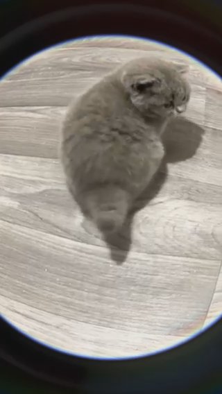British Blue Girl