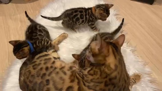 Golden Bengal kittens