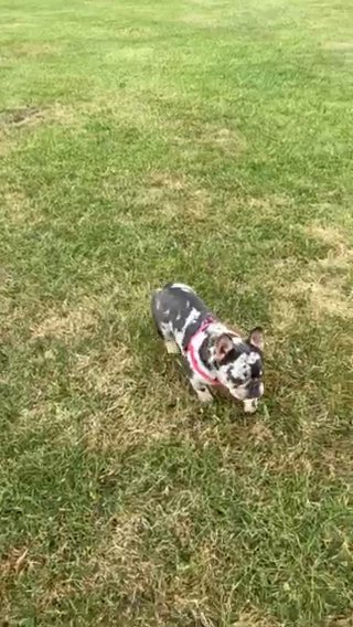 Lilac Tan Merle French Bulldog