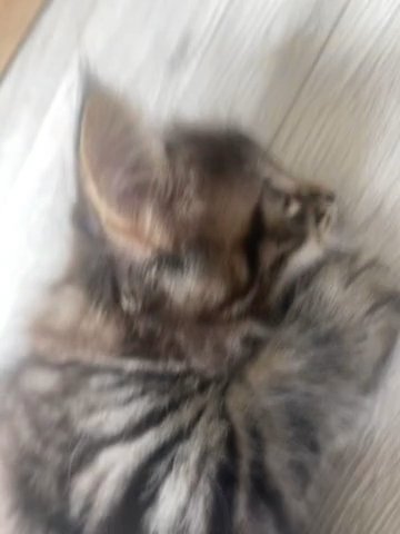 2 Month Old