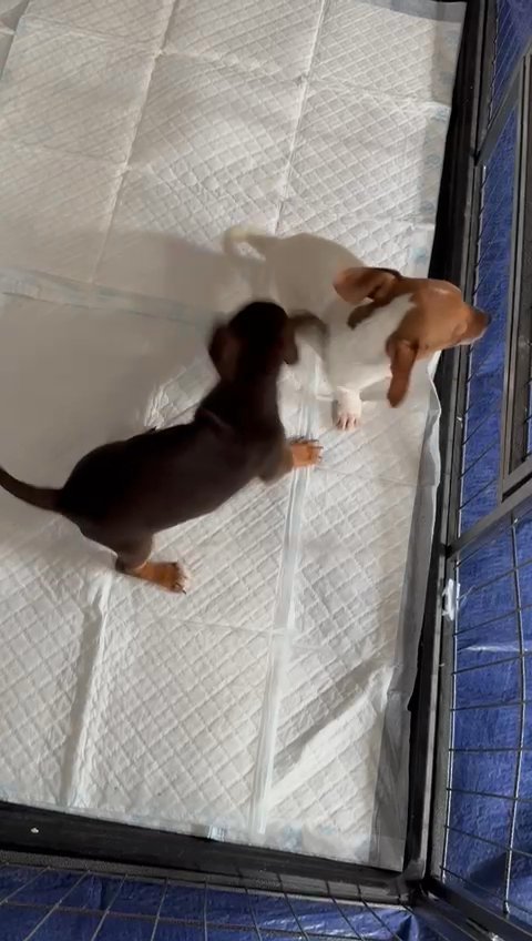 Mimiture Jack x dachshund