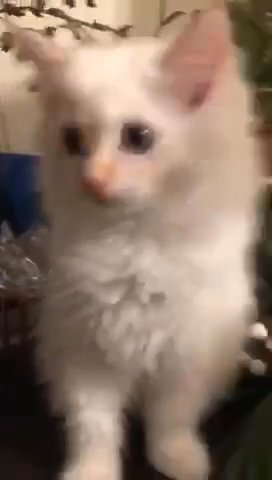 LUXURIOUS SUPER KITTEN FOOTBALLER!!