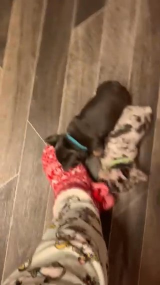 French Bulldogs