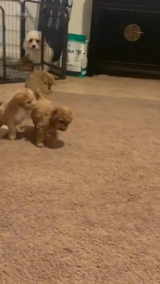 Cavapoochon (toy) Puppies