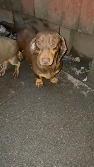 Dachshund Female