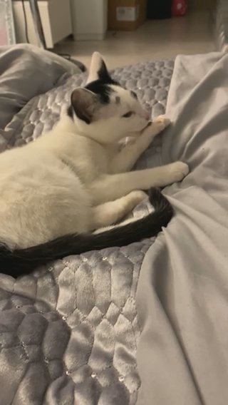 Black And White Mixed Breed Kitten ?