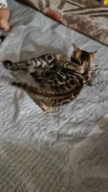 tica bengal kittens