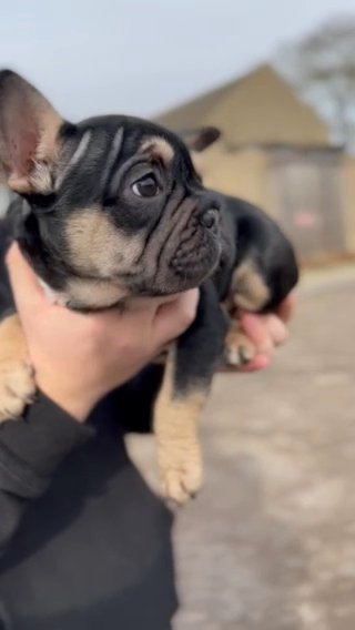 Isabella Bigrope French Bulldogs