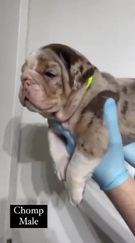 English Bulldog