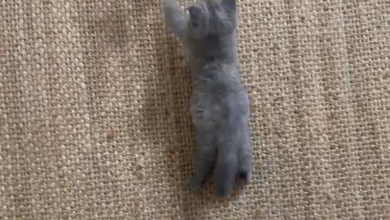 British Short Hair Female Blue Tortie