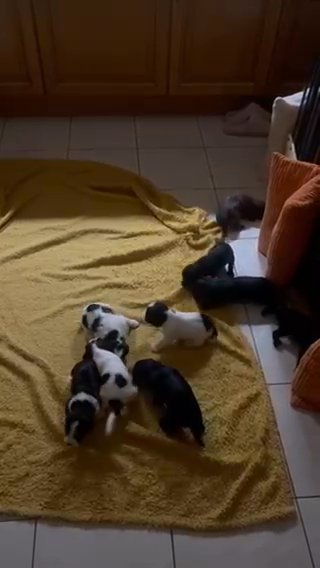 Sprocker spaniel puppies
