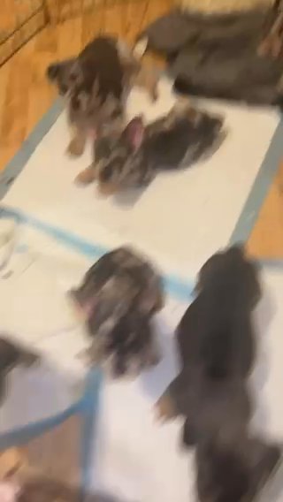 CHEAP EXOTIC MICRO BULLYS