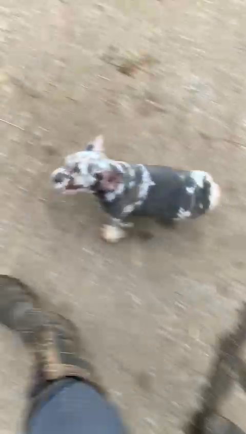 female lilac and tan merle carrying rojo