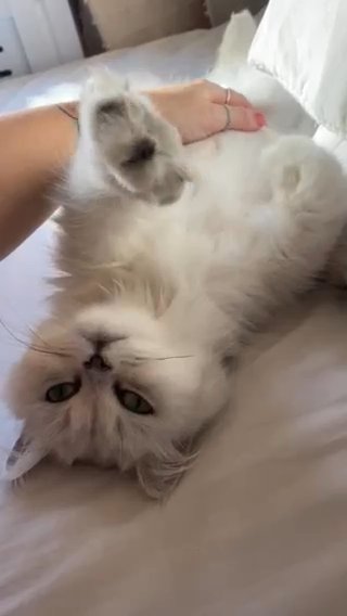 chinchilla female cat