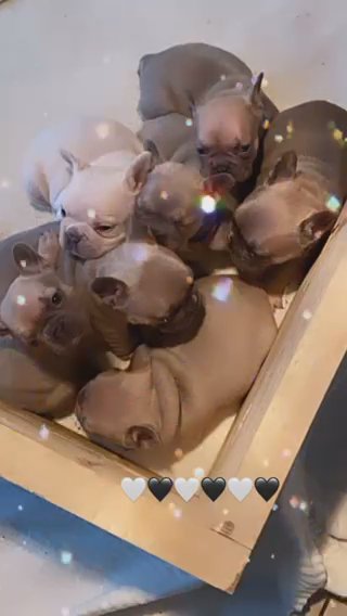 Kc Registered French Bull Dog Puppies