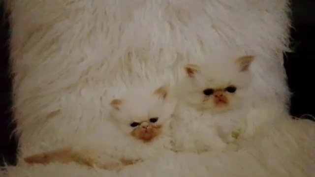 Himalayan Colourpoint Persian kittens