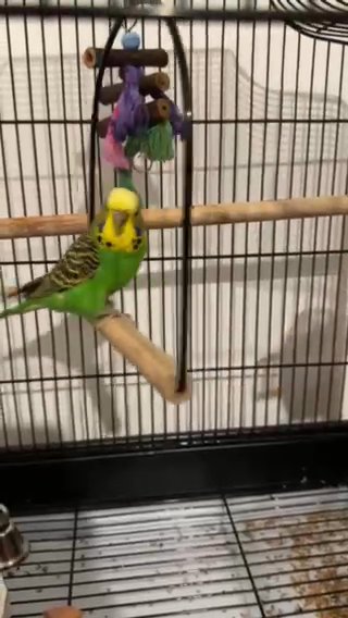 Budgie For Sale